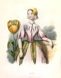 Allegory, the Tulip
