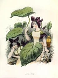 Allegory, the Violet