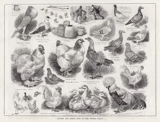 Poultry and Pigeon Show at the Crystal Palace