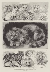 Prize Winners at the National Cat Club Show at the Crystal Palace