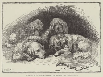 Royal Dogs at the Agricultural Hall, the Prince of Wales