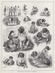 The St Bernard Club