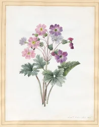 Hybrid Auricula