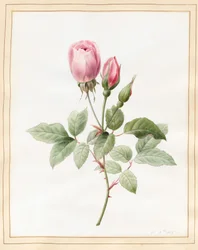 Pink Rose and Buds, 1826