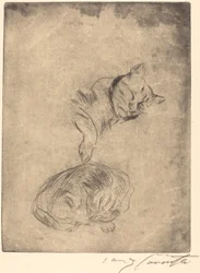 Study of Cats