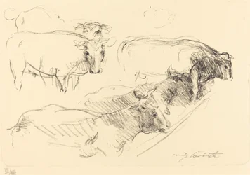 Cows, 1910