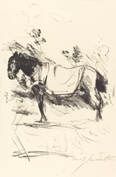Riding-Horse