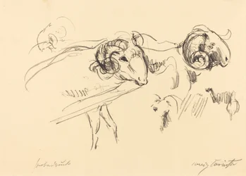 Rams