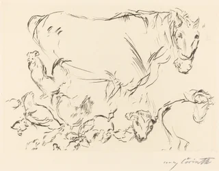 Animal Studies