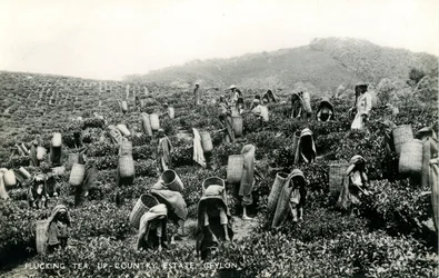 Plucking Tea, Up-Country Estate, Ceylon, c.1900-1930