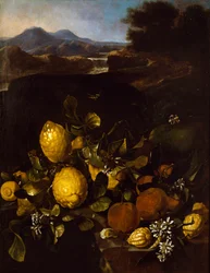 Still Life