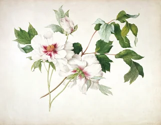 Japanese Tree Peony (Paeonia suffructicosa)