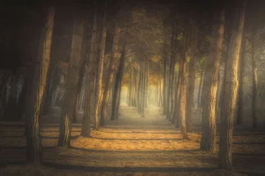 Golden Forest Path