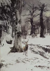 A Stag in a Snowy Wood
