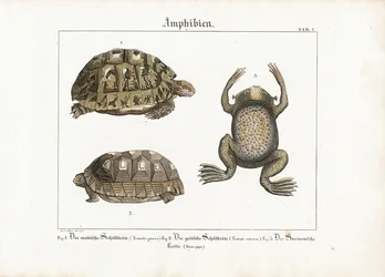 Amphibians: Greek Tortoise, Red-footed Tortoise, and Surinam Toad