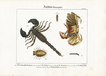 Arthropods: Scorpion, Crab and Other Arthropods