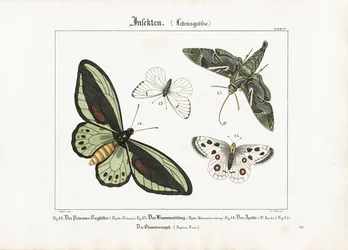 Butterflies and the Oleander Hawk-moth