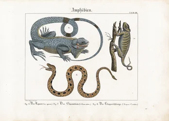 Iguana, Chameleon and Rattlesnake
