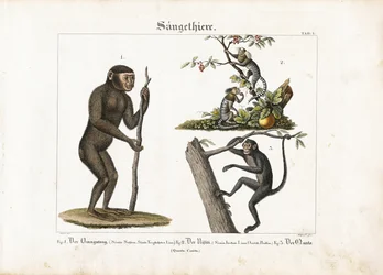 Primates: Orangutan, Common Marmoset and Spider Monkey