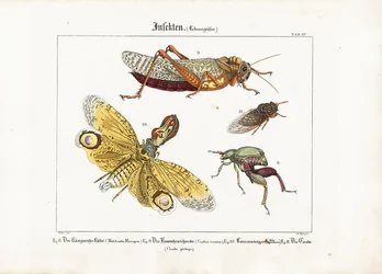 Various Insects in Life Size