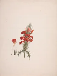 Acanthus Sennii Chiov.: Finished Drawing with Added Details