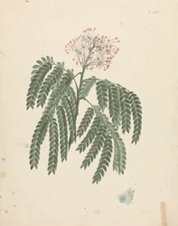 Albizia gummifera (Gummy Albizia Tree): finished drawing with minor variations in flowering head