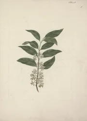 Catha Edulis Forssk. (Khath): Finished Drawing