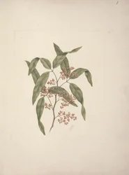 Rhus ? retinorrhoea Oliver: finished drawing