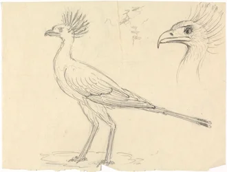 Secretary Bird