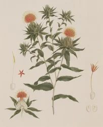 Sussa (Leaves, Flowers and Details)