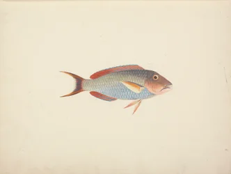 Unidentified Fish
