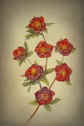 Double Queen Hellebores