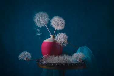 Dreamy Dandelion Still Life