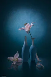 Elegant Blue Lilies