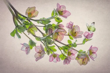 Ethereal Hellebore Butterfly