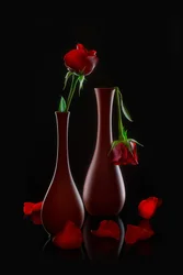 Fresh and Fading Roses