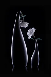 Shadow Vases and White Roses