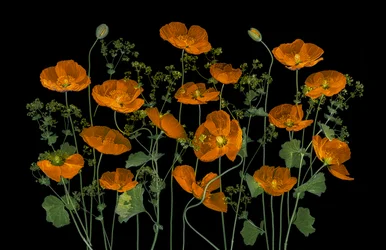 Vibrant Orange Poppies