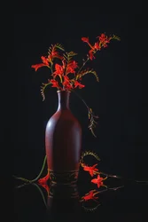 Vibrant Red Still Life
