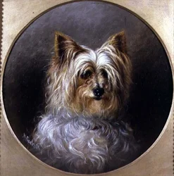 Head Study of a Yorkshire Terrier