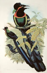 Arfak Astrapia, Astrapia Nigra - Bird of Paradise