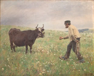 A Cow Loose