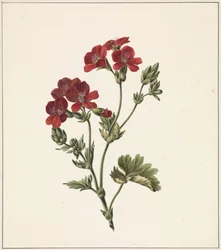 Red Flower