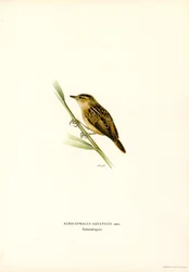 Aquatic Warbler