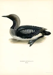 Arctic Loon