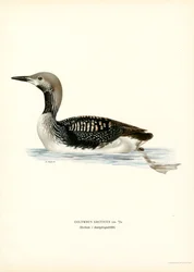 Arctic Loon