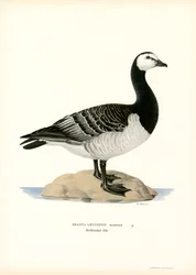 Barnacle Goose