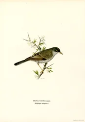 Barred Warbler