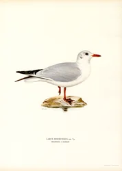 Black-headed Gull