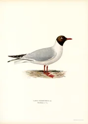 Black-headed Gull